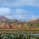 Landmannalaugur Meadow